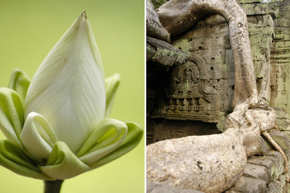 Lotus flower with its petals folded; Root growing over a temple Ta Prohm, Siem Reap